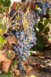 有成熟葡萄的葡萄园供葡萄酒准备采摘