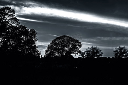 在孤独和分手的深林概念中，树木轮廓的黄昏时间拍摄。