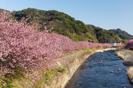 粉色河流摄影照片_樱花花树和河流