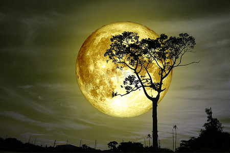 超级满黄色的月亮背影树和五颜六色的天空