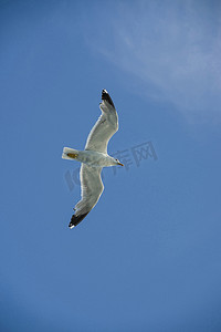 海鸥白色摄影照片_飞行的白色信天翁