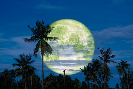 森林夜摄影照片_满冷的月亮回到夜空中的椰子树上