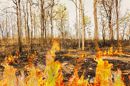 焚烧摄影照片_在森林的野火，在火焰中烧毁的树