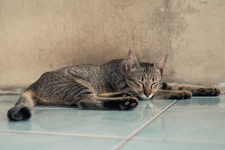 猫睡在家里的地板上。