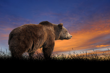 落日天空背景摄影照片_以落日天空为背景的熊