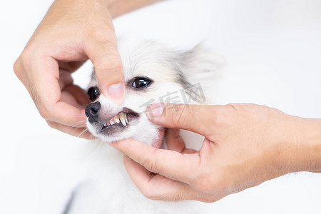 牙刷背景摄影照片_宠物保健用牙刷特写清洁狗牙