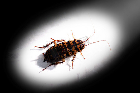 黑阴影摄影照片_蟑螂，蟑螂，蟑螂在黑暗的黑阴影背景的光