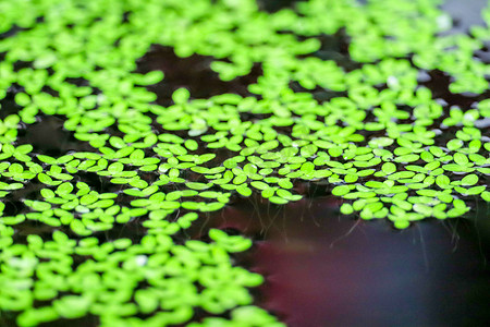 免抠漂浮摄影照片_漂浮在污物箱水面上的绿色浮萍
