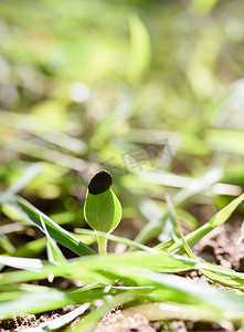 生长在黑土外面的西瓜新芽有阳光的mor