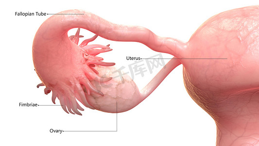 京东大促标签摄影照片_用标签解剖学描述的女性生殖系统
