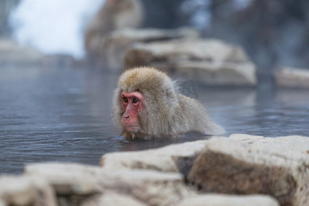 猴子享受温泉日语
