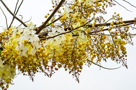 决明子摄影照片_决明子杂种花有白色和黄色