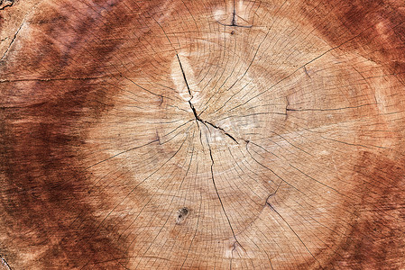 木质横截面和纹理背景，木材年轮表面。