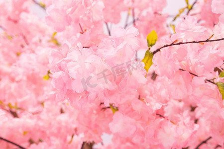 仿真花卉摄影照片_塑料仿真花开花美丽的野生喜马拉雅雪儿