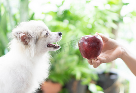 特写可爱的波美拉尼亚狗看着手里拿着红苹果 ha