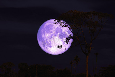 夜红天背侧影树上的紫色巴克月亮