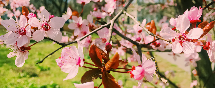 苹果树开花，春天开花