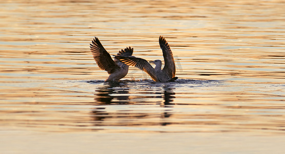 黄昏海鸥摄影照片_日落时分，海鸥在地中海争夺一条鱼