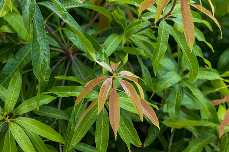 tre 背面的年轻芒果叶和绿色芒果叶