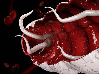 大肠中钩虫的 3d 插图