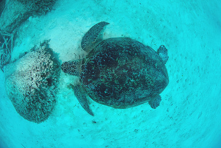 从顶视图水下的海龟与蓝色海洋，西巴丹岛， M