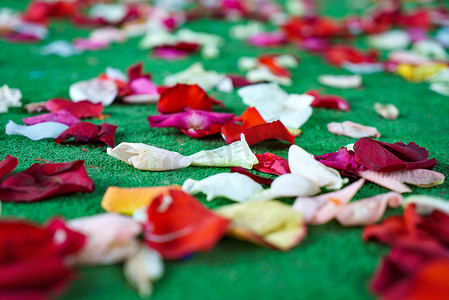 花散乱摄影照片_红色、白色的玫瑰花瓣散落在绿色地毯上