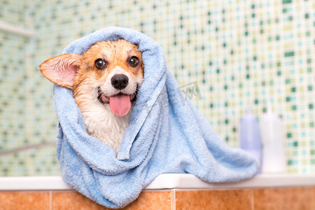 Corgi 狗在浴室洗完后用毛巾
