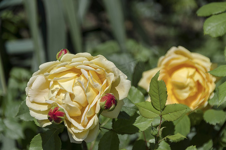 天然室外花园盛开的黄玫瑰丛