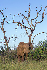 普象摄影照片_斯威士兰赫兰皇家国家公园的非洲丛林象
