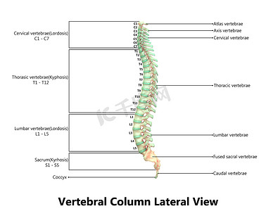 用标签解剖横向视图描述的人体骨骼系统的脊柱