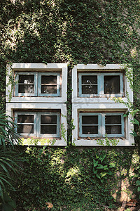 老建筑上的绿色常春藤墙植物，有窗，春苏