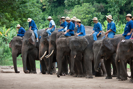 泰国大象保护中心 (TE) 的每日大象表演
