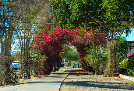 亚利桑那州凤凰城一条路附近的开花植物拱门