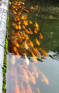 锦鲤或鲤鱼在水下池塘顶视图中游泳