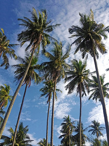 在晴朗的蓝色天空的棕榈树
