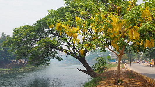 柬埔寨暹粒河附近的金雨 (决明子瘘) 花