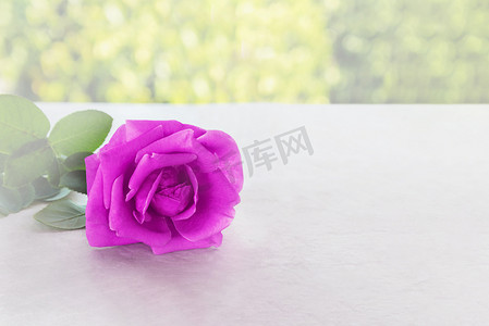 经典餐桌上柔和心情的单紫罗兰紫玫瑰