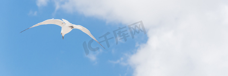 人飞在天上摄影照片_阳光明媚的夏日，全景大白海鸥在云蓝天上翱翔