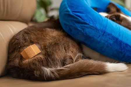 狗受伤摄影照片_狗躺在沙发上，有绷带和充气项圈