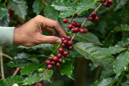 泰国北部树上成熟的新鲜阿拉比卡咖啡豆