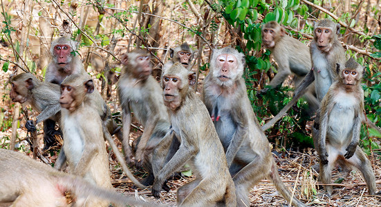 猴子，很多猴子惊慌失措，在森林里跳跃和移动
