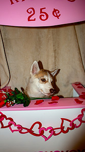 Valentine Dog in Kissing Booth 以狗为主题的情人节可爱概念