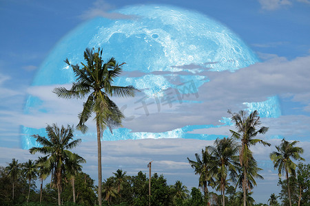 森林夜摄影照片_收获夜空中的月亮回到剪影椰子树上，