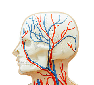 人体模型医学摄影照片_关闭研究医学的头部人体模型。