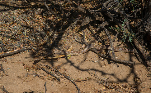 美国新墨西哥州的沙漠毒蛇