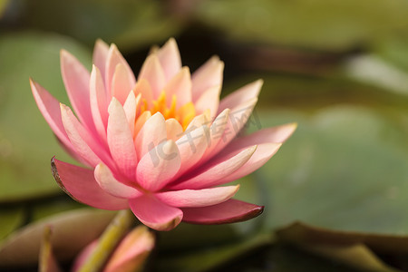 在锦鲤池塘顶部的桃红色睡莲花