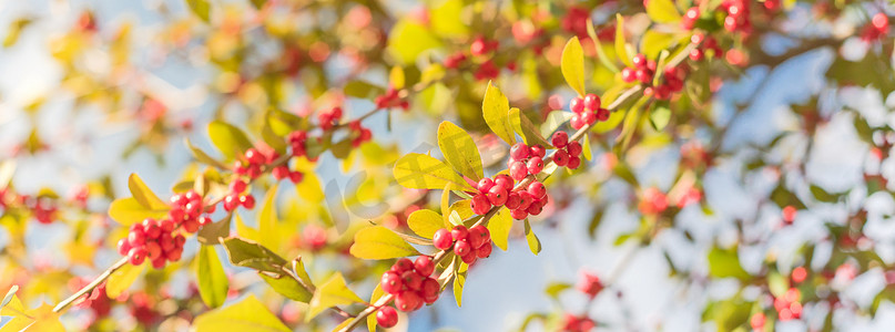 阳光明媚的秋日，树枝上全景美丽的得克萨斯州冬青冬青红果