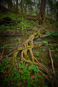 岩石壁架周围的大树根。