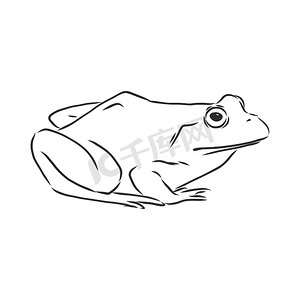 青蛙矢量图摄影照片_白色青蛙的轮廓图，青蛙矢量素描图
