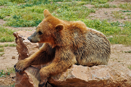 可爱棕熊摄影照片_棕熊